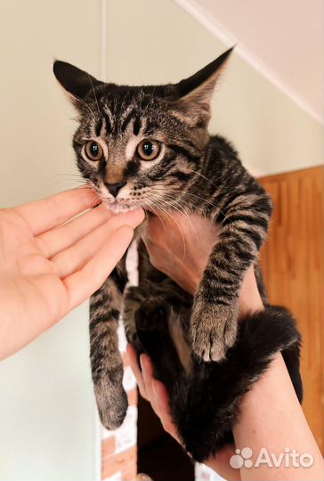 Тигровый котенок в добрые руки