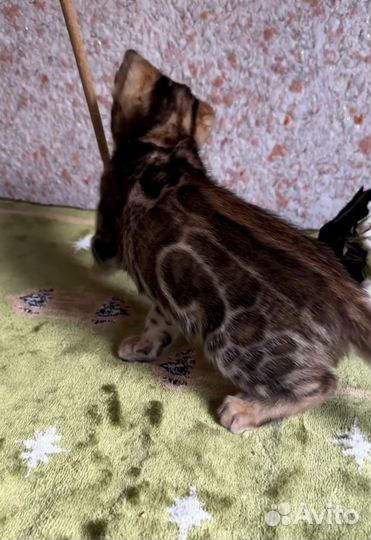 Бенгальская кошка