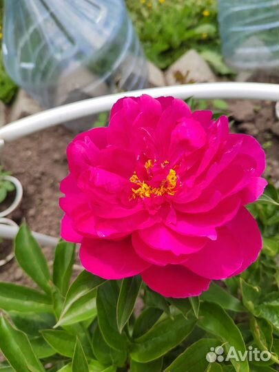 Молодой куст пиона