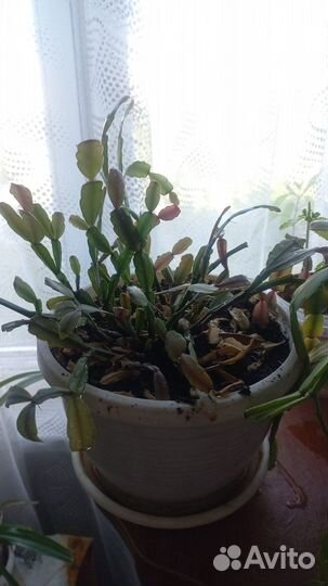 Комнатные растения и цветы