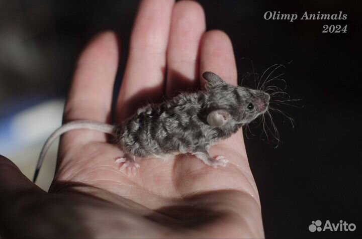 Мышки декоративные сатиновые. Мышь