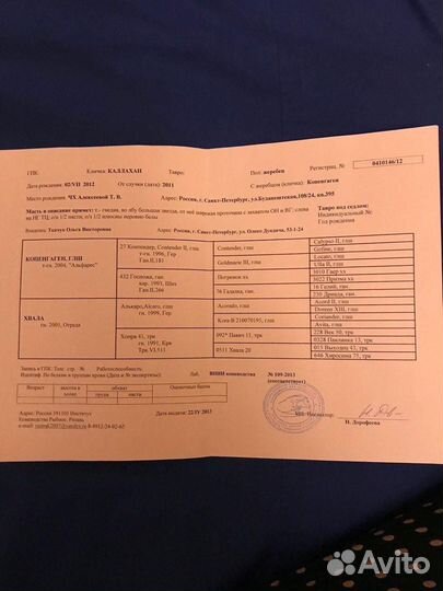 Выездковая лошадь