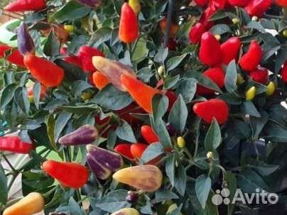 Перец комнатный острый