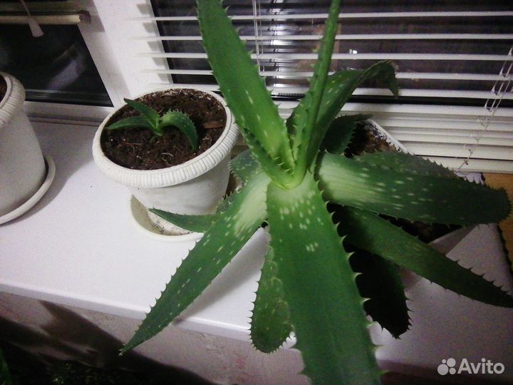 Комнатные растения