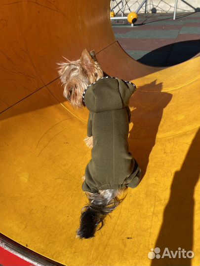 Комбинезон и куртка для собаки