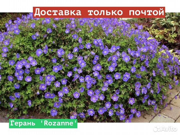 Герань Rozanne