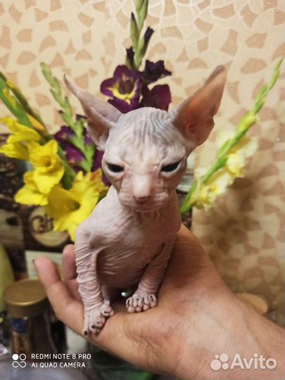 Донской сфинкс котята