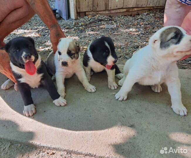 Щенки алабая