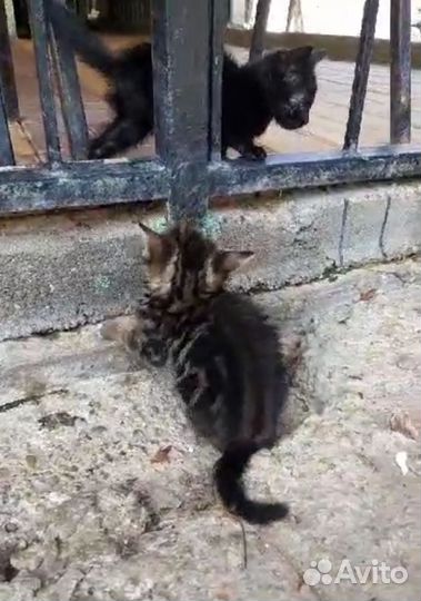 Котенок девочка окрас бурундучок