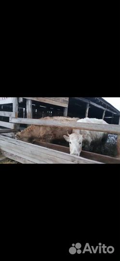 Телята бычки