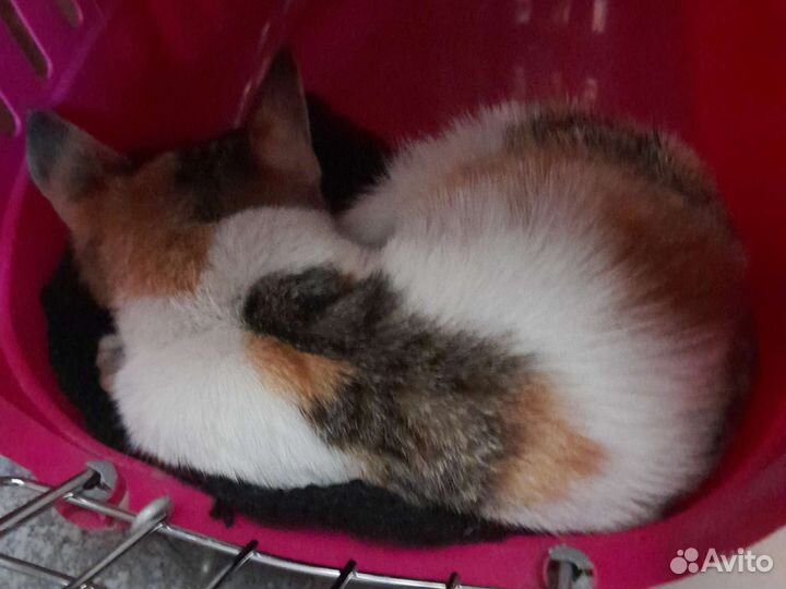 Кошка бесплатно