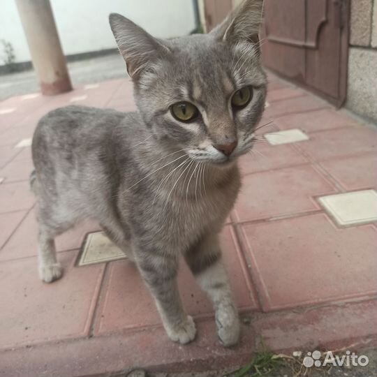 Кот и кошка