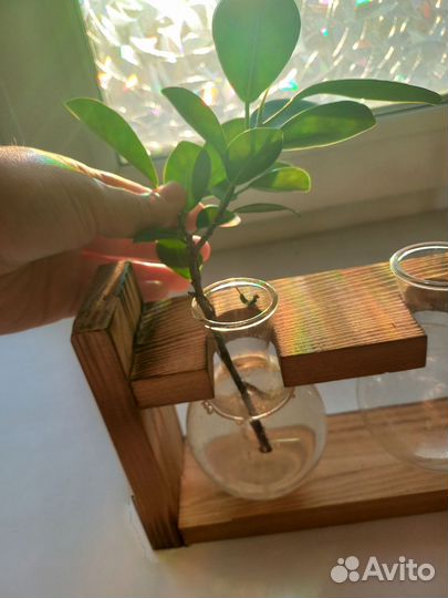 Фикус формоза