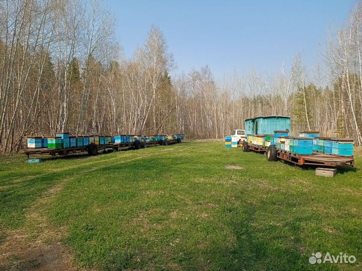 Продам пчелосемьи