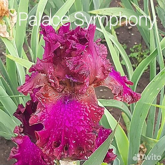 Ирисы сортовые