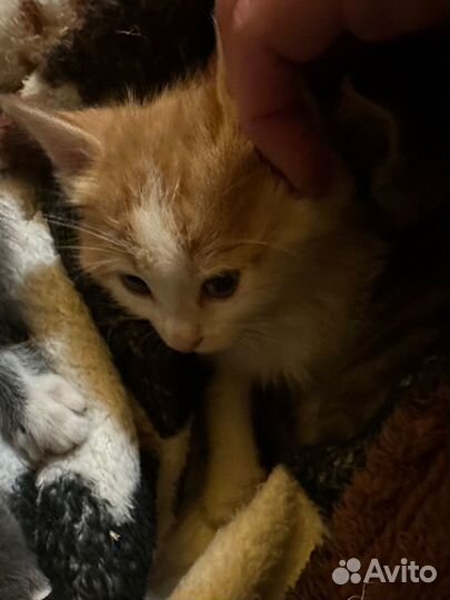 Котенок рыжий пятнистый 1,5 месяца в добрые руки