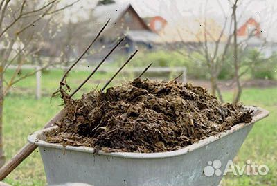 Навоз коровий