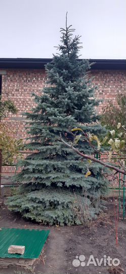 Ель голубая