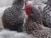 Мехеленские цыплята, куры, петухи