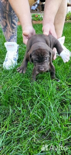 Питбуль-Курцхар