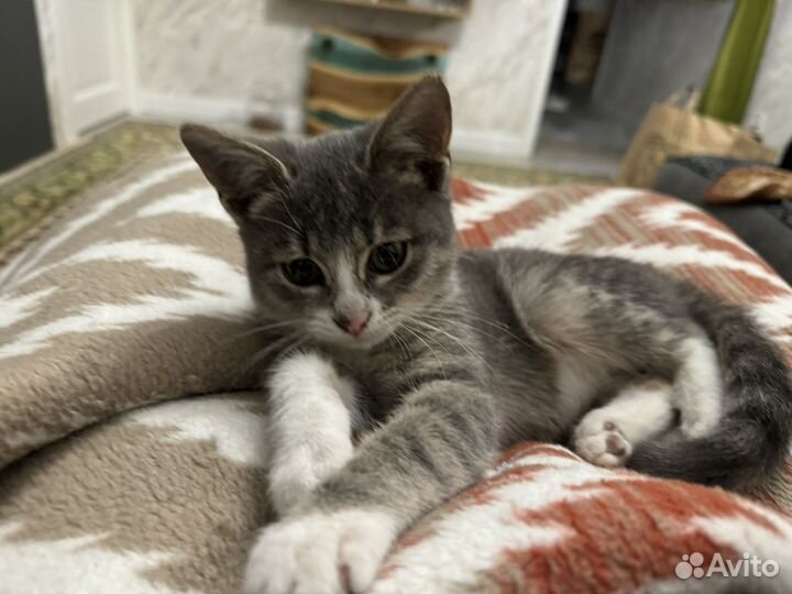 Котенок серенький