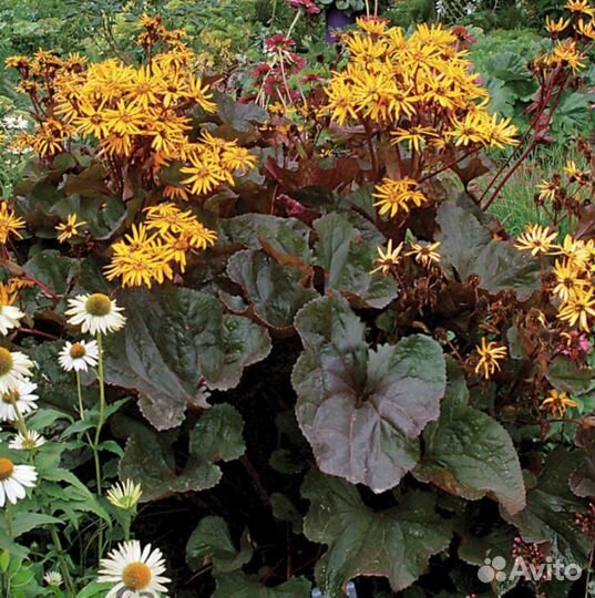 Бузульник и другие неприхотливые цветы