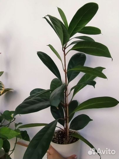 Фикус циатистипула