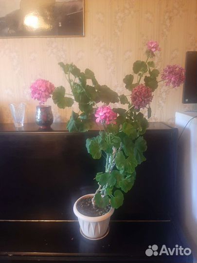 Пеларгония герань