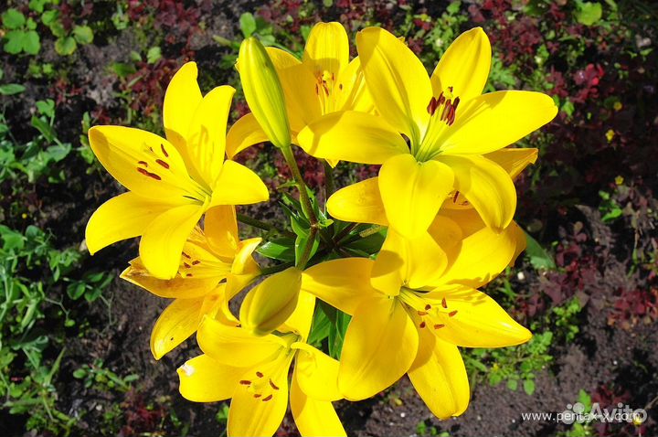 Цветы для сада