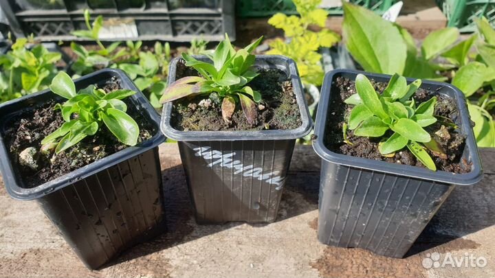 Горечавка семираздельная рассада