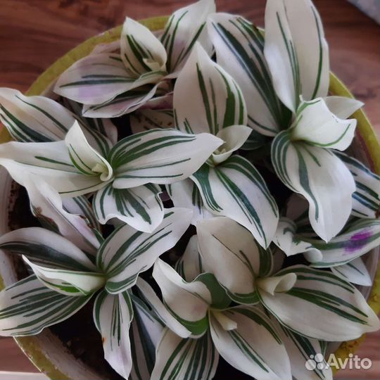 Традесканция