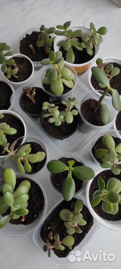 Толстянка черенки