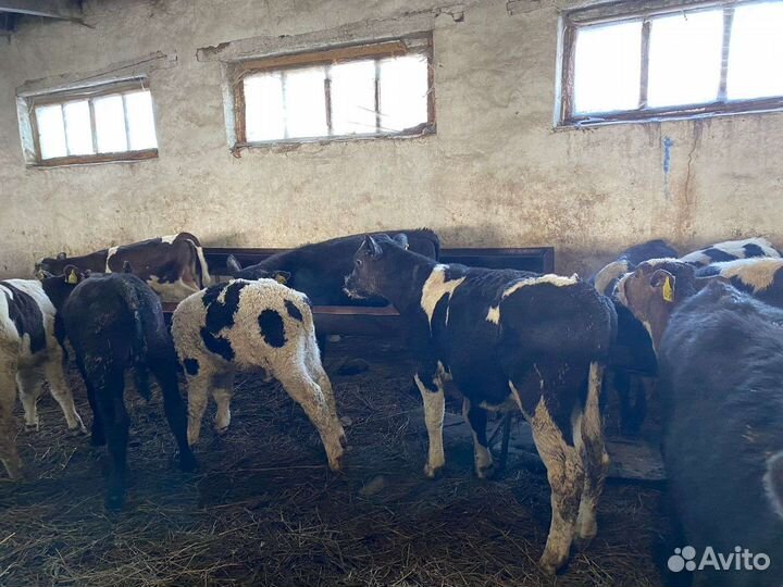 Телята бычки и телочки мясного направления