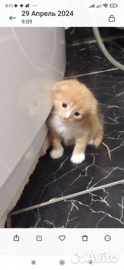 Вислоухие котята мальчики