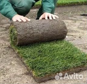 Рулонный газон
