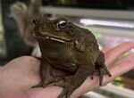 Суринамская жаба ага