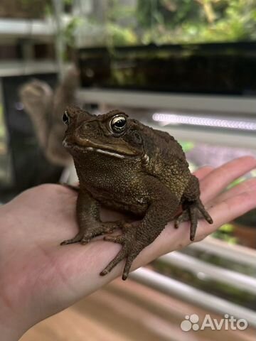Суринамская жаба ага объявление продам