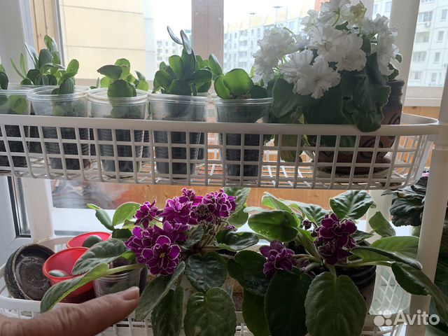 Молодые фиалочки