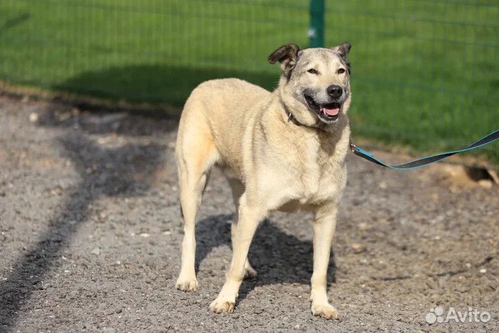 Пёс Рэй бесплатно в добрые руки
