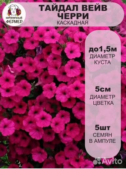 Рассада петунии тайдал