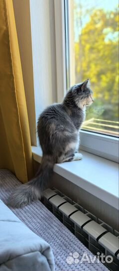 Кошка в частный дом ответственным людям