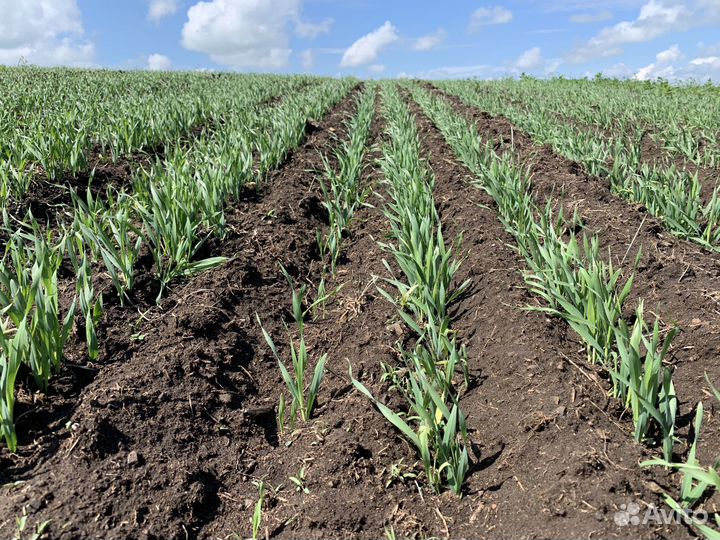 Продаю готовый сельскохозяйственный бизнес