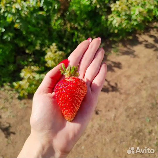 Саженцы ремонтантной клубники