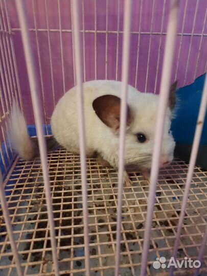 Шиншилла девочка
