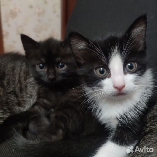 Малыши ищут дом 2 парня и одна девчонка