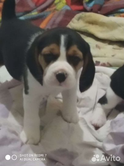 Биглидетки