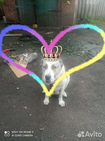 Щенки алабая