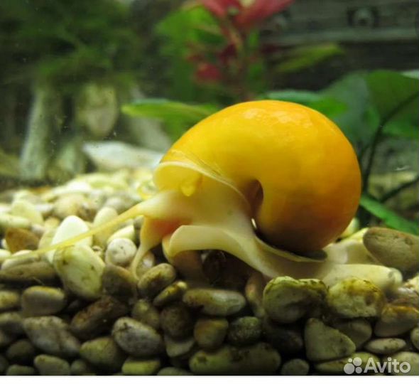 Улитки ампулярии