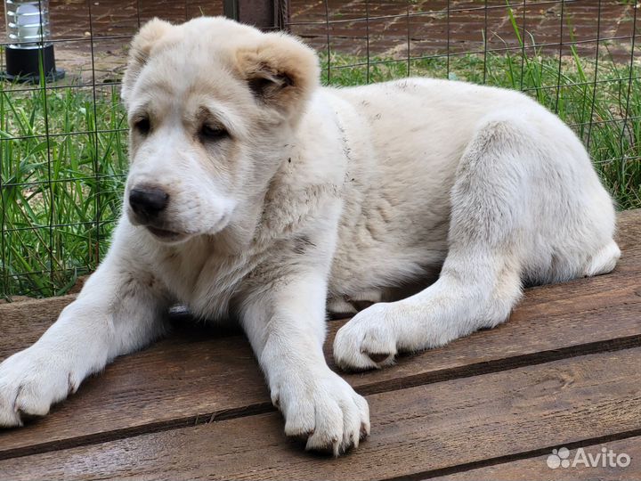Продажа щенков сао
