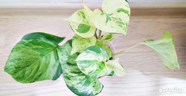 Ароидные Эпипремнум marble apple